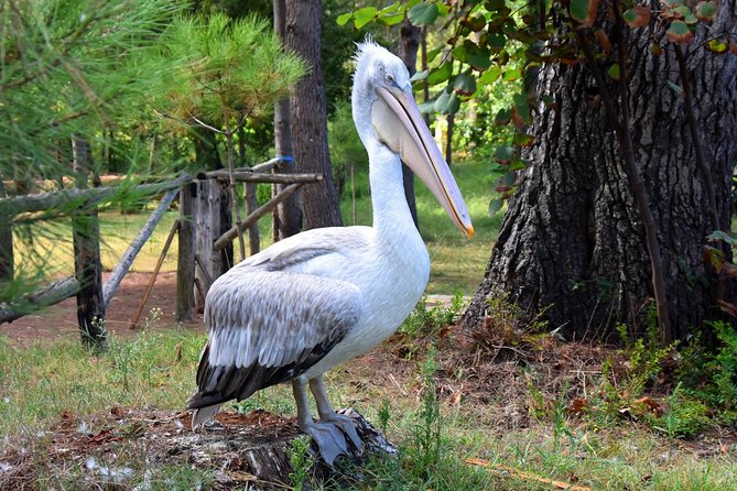 Albania Birdwatching, Kayaking, Bicycle National Park Divjaka Karavasta(ARG) - Divjaka-Karavasta National Park: the lagoon that earns the hype