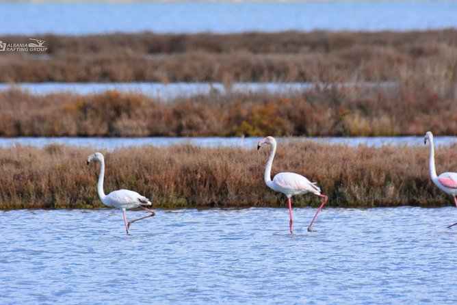Albania Birdwatching, Kayaking, Bicycle National Park Divjaka Karavasta(ARG) - Kayaking the western lagoon: paddling, bird spotting, and that watchtower view