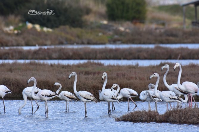 Albania Birdwatching, Kayaking, Bicycle National Park Divjaka Karavasta(ARG) - The Mediterranean pine forest side of the story