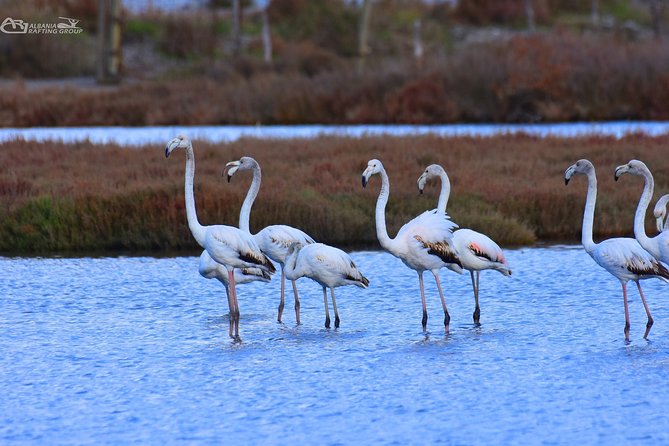 Albania Birdwatching, Kayaking, Bicycle National Park Divjaka Karavasta(ARG) - Price and value at about $62.66 per person