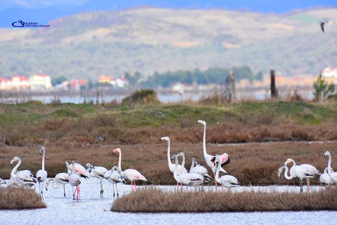 Albania Birdwatching, Kayaking, Bicycle National Park Divjaka Karavasta(ARG) - Who should book this kayaking and birdwatching tour