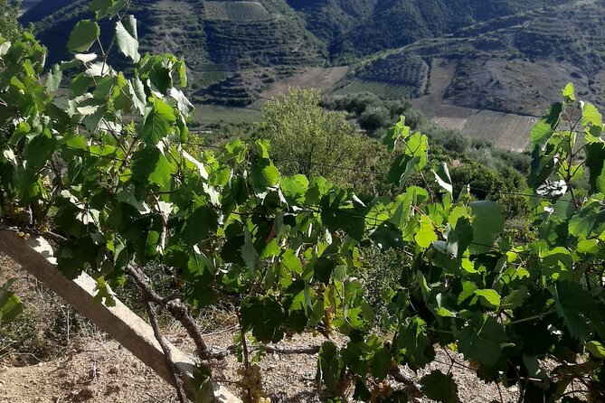 Berat 4x4 Off-Road and Vineyard Wine Tasting - Small Group Size and the Family Welcome