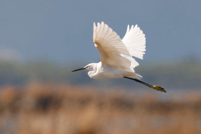 Birdwatching Experience in Narte Lagoon & Akerni Dunes - Key Things I Think You’ll Like