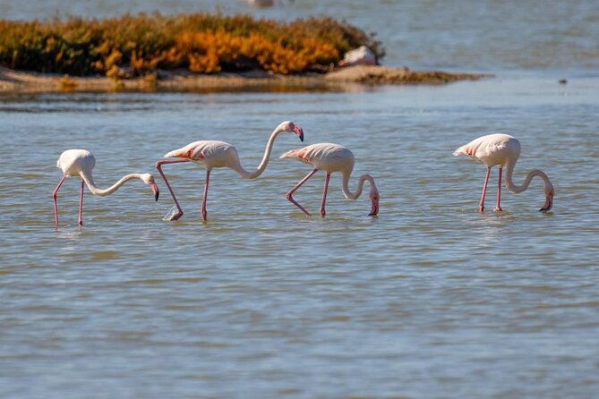 Birdwatching Experience in Narte Lagoon & Akerni Dunes - Where Narta Lagoon Fits Into Birdwatching Around Vlore