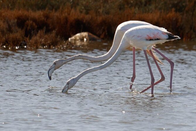 Birdwatching Experience in Narte Lagoon & Akerni Dunes - Your Route, in Plain Language: Salt Fields to Forest to Dunes