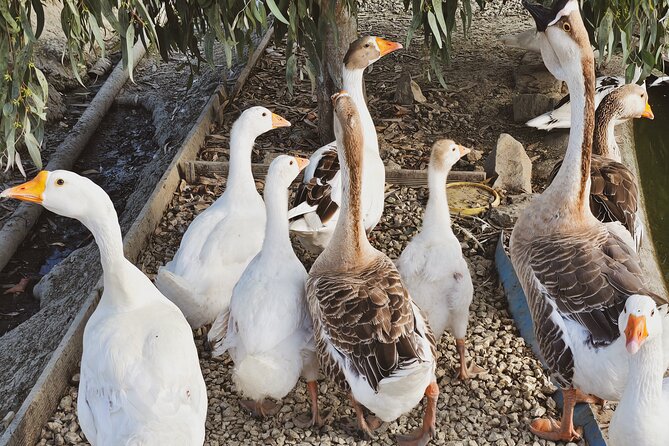 Durrës Countryside Vineyard Experience with Wine & Food Pairing - Getting there from Durres: pickup that is easy, and where to meet