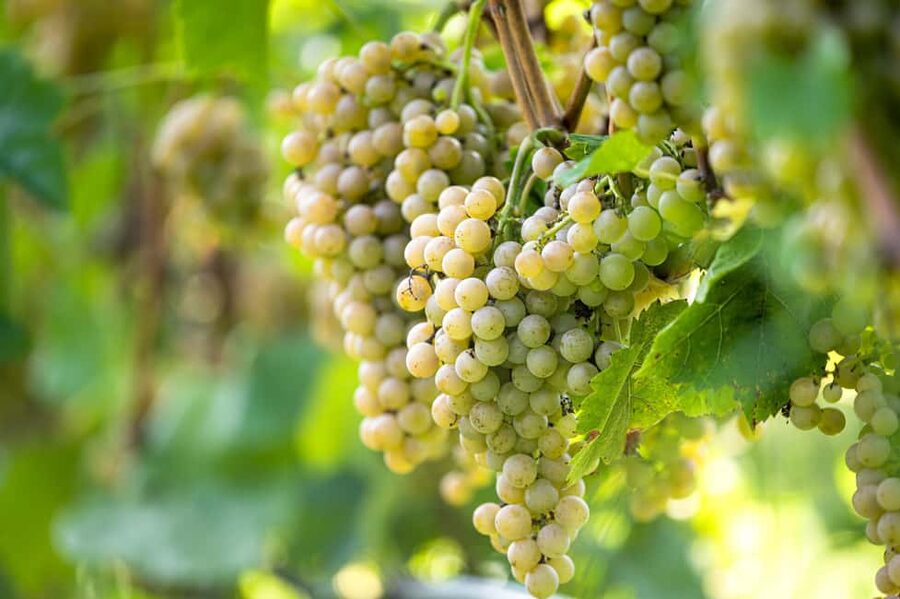 Durres Countryside Vineyards Wine Tasting & Food Pairing - Sommelier tasting: indigenous grapes and the fun of learning by drinking