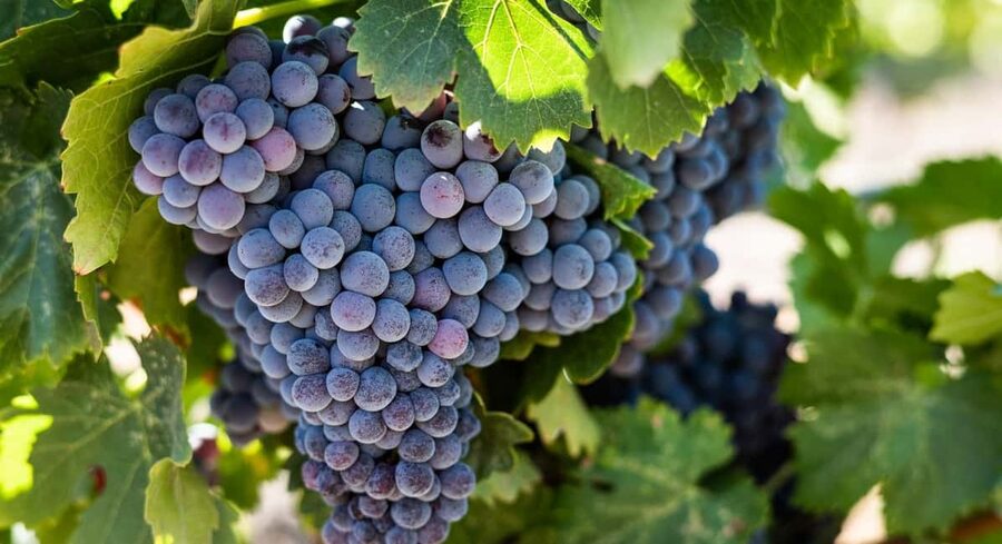 Durres Countryside Vineyards Wine Tasting & Food Pairing - Wine shopping: what to do with the bottles you buy