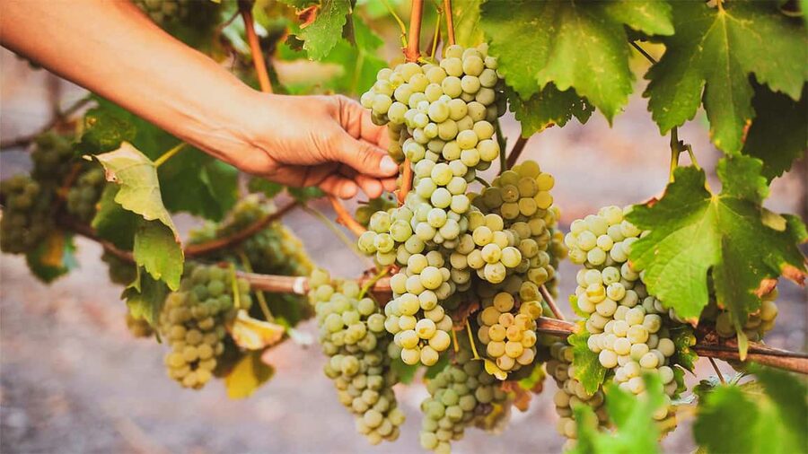 Durrës: Sunset Vineyard Tour with Wine Tasting - The vineyard stop and the bunker tour: more than a photo op