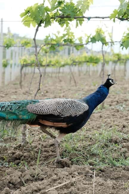 Experience Albanian Wine, daily tours from Durres - Inside the Two Bunker Spaces: Winemaking Then Aging