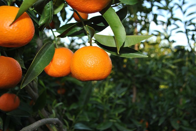 Family Mandarin Farming Tour with Traditional Cooking Lunch - Why this Butrint-area mandarin day feels local