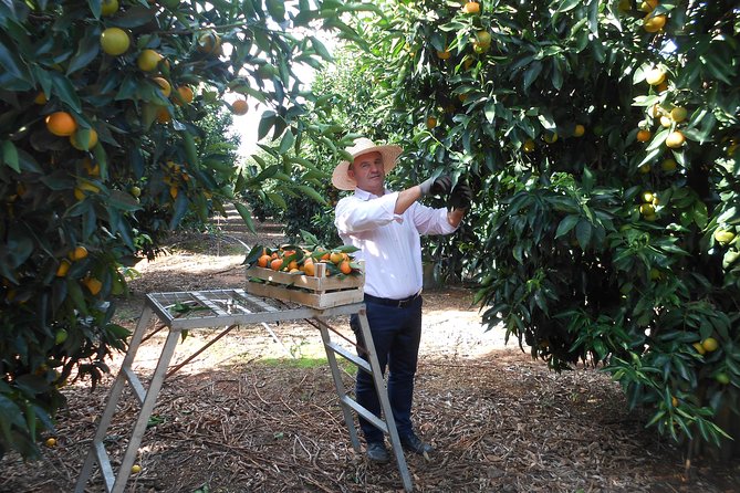 Family Mandarin Farming Tour with Traditional Cooking Lunch - What you actually eat: farmer picnic lunch plus juice and bread