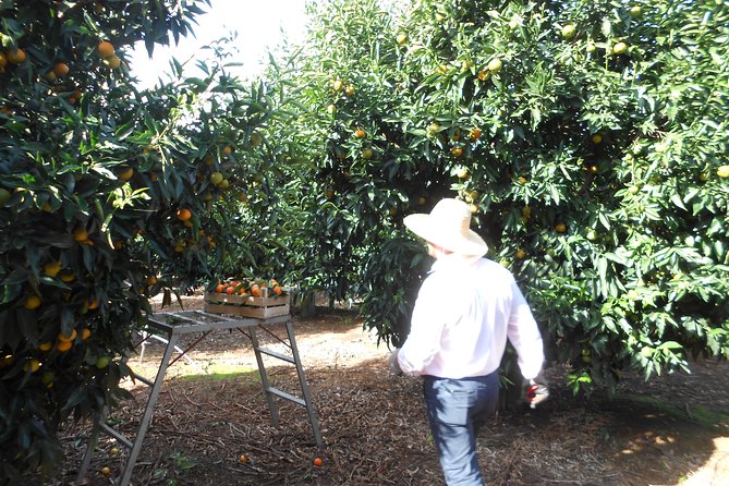 Family Mandarin Farming Tour with Traditional Cooking Lunch - Transport and logistics: how to plan the day without a hire car