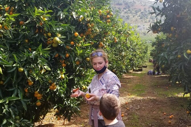 Family Mandarin Farming Tour with Traditional Cooking Lunch - Price and value: is $52.98 a good deal?