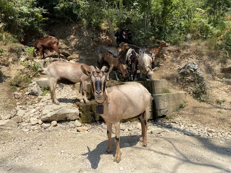 From Durres/Golem: Bovilla lake &Gamti Mountain Private tour - Private Ride From Durrës or Golem to Bovilla Lake