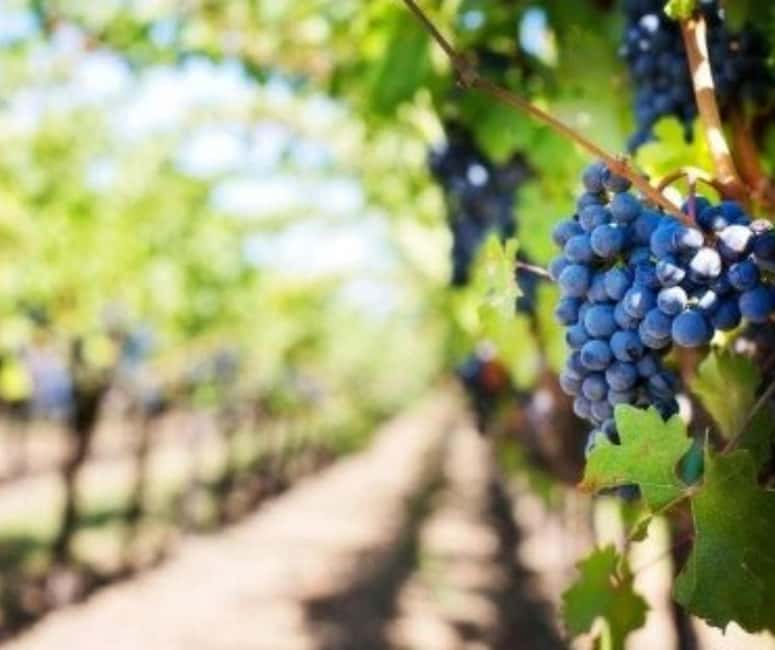 From Durres Golem: Cape of Rodon Castle & Wine Tasting Tour - Wine Tasting at a Local Vineyard: How It Feels and What You’ll Learn