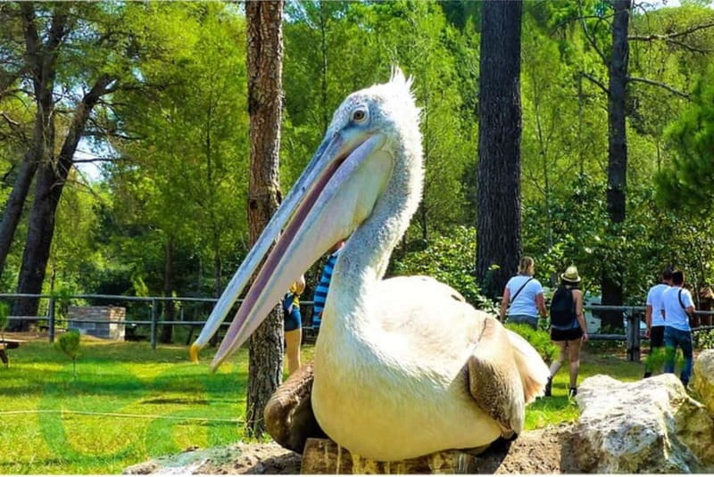 From Durres: Karavasta Lagoon & Apolonia Ancient City Tour - Who this tour suits best (and who should skip it)
