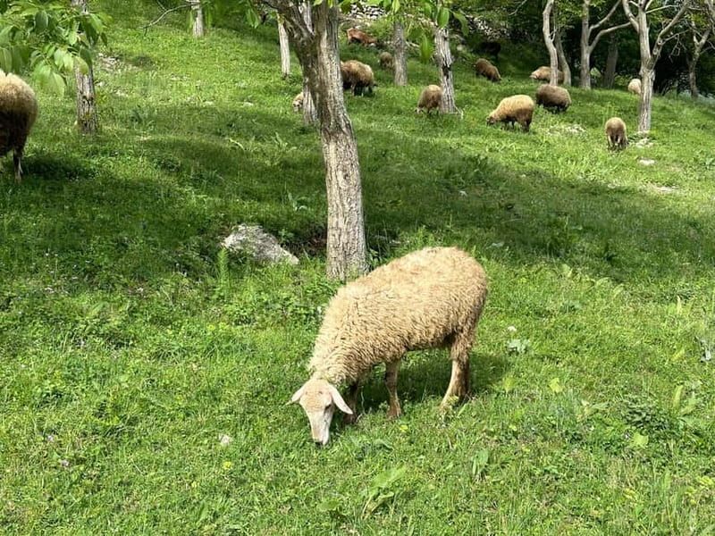 From Tirana: Bovilla Lake & Gamti Mountain Viewpoint Hike - From Tirana pickup to a bumpy road with A/C