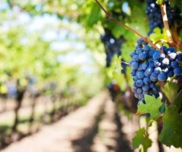 From Tirana: Cape of Rodon Castle, Beach & Wine Tasting Tour - Price and value: why $141 can be a solid deal