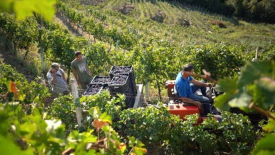 Cape of Rodon & Wine Tasting Tour.
