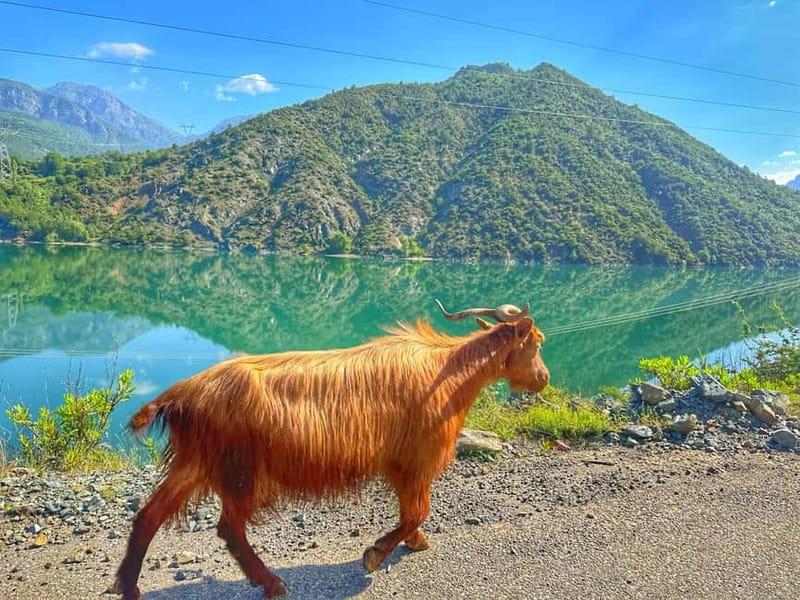 From Tirana/Shkodra: Komani Lake and Shala River Day Trip - Getting There From Tirana, Shkodra, and Lezha Without Stress