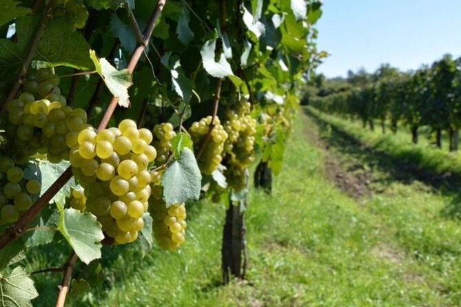 From Tirana Wine Tasting and Kayak Tour with Lunch - Why this wine and kayak day out of Tirana feels like value