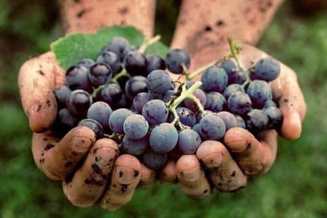 From Tirana Wine Tasting and Kayak Tour with Lunch - Who this tour suits best, and who might prefer something else