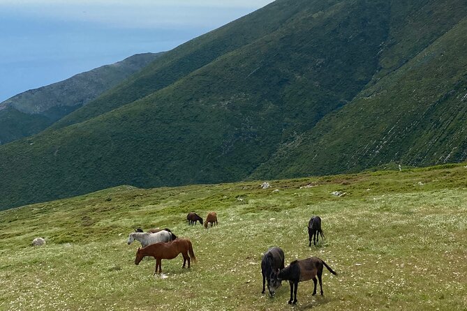 Full Day Tour from Albanian Riviera/Borsh to Dhermi and Llogara - Llogara National Park: the mountain and seaside climate combo