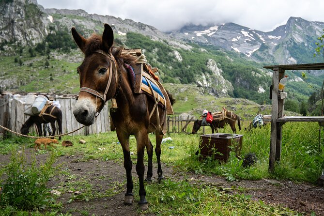 Immersive 2-Day Tour/Homestay with Shepherds in the Albanian Alps - Mobile Ticket, Private Group, and Weather Reality