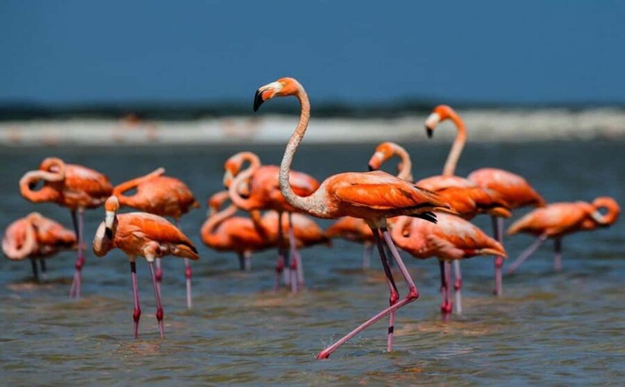 Karavasta:Bird Watching, Tower Views & Lagoon Boat Ride - Price and Value: Is $93 Worth It for One Day?