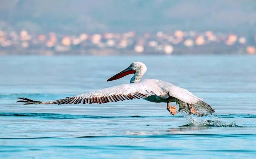 Karavasta:Bird Watching, Tower Views & Lagoon Boat Ride - Birdwatching Expectations, Timing, and One Real-World Adjustment