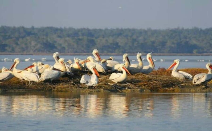 Karavasta:Bird Watching, Tower Views & Lagoon Boat Ride - Kulla 360° Tower: The Best Angle on Wetlands and the Adriatic Sea