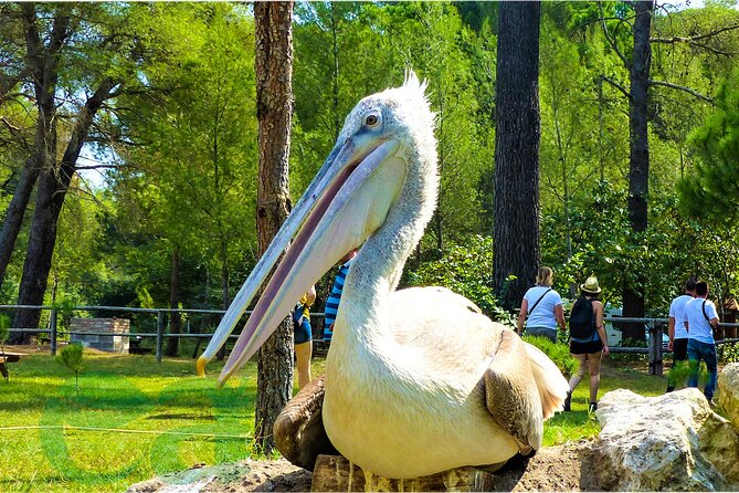 Karavasta Lagoon Adventure: Boat & Wildlife Tour from Durrës - Divjakë Beach Time: Unspoiled Sand Break From Wildlife Watching