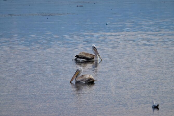 Kayak or Stand Up Paddle in Shkodra Lake and Buna River - Optional swim at the end: when it makes sense