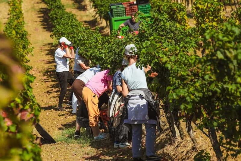 Lundër: Lundra Winery Guided Tour with Wine Tasting - Before You Go: What to Bring for a Smooth Vineyard Walk