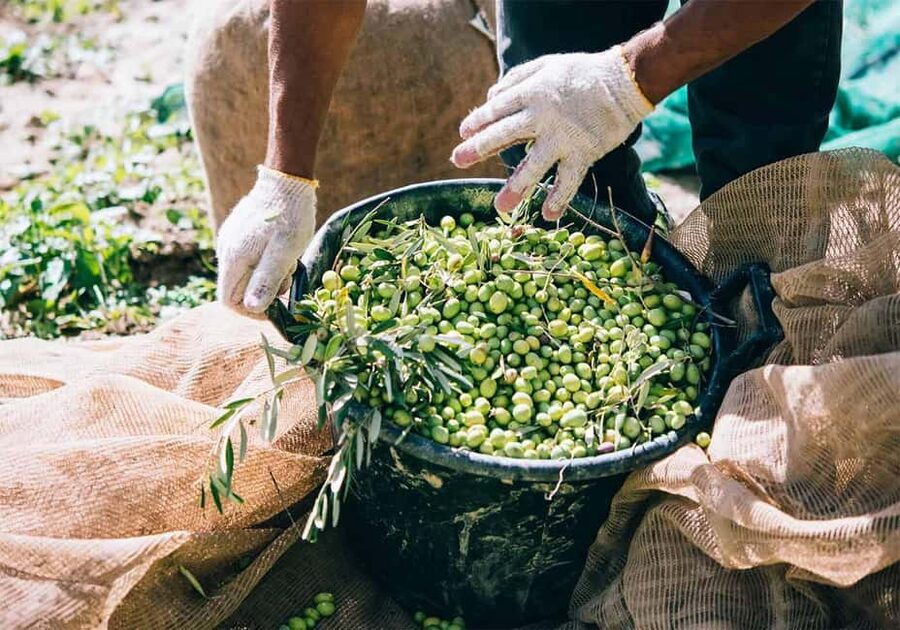 Musai Olive Oil Tour and Tasting - When to go and what to pair it with in Vlora