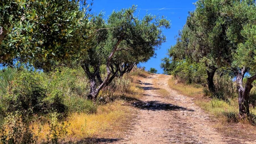 Musai Olive Oil Tour and Tasting - The mill and cold-pressing part: what you’ll actually see