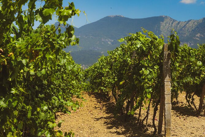 Tirana Lundra Winery Guided Tour with Wine Tasting - Price and value in Albania: what $33.74 buys you