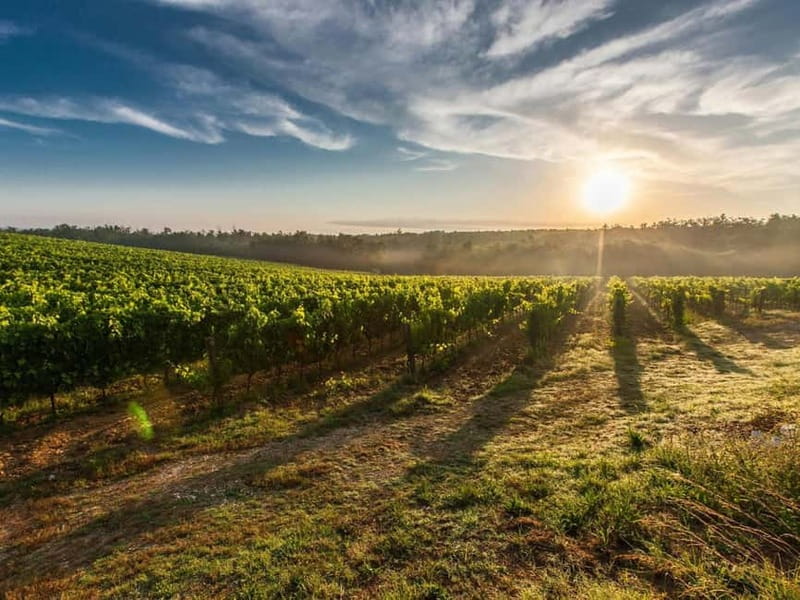 Tirana: Petrela Castle, ATV, Zipline, and Wine Tasting Tour - Wine tasting at the end: how to turn adrenaline into a calmer story