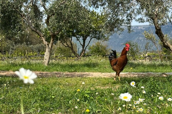 Traditional Albanian Food and Wine Tasting - Wood-fired slow cooking: why baby goat and lamb hit differently