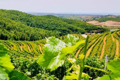 Vineyards, Albanian Wine Tasting & Boat Tour from Tirana/Durres