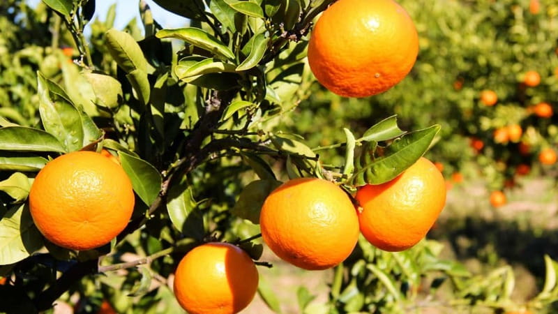 Visit the city of Konispol - Why Konispol From Sarandë Feels Different