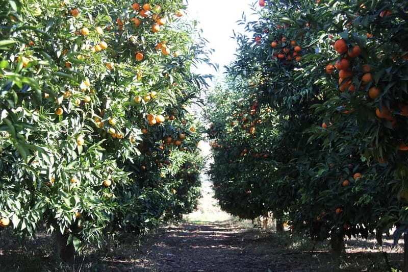 Visit the city of Konispol - Coffee Plantation Stop: More Than a Quick Caffeine Fix