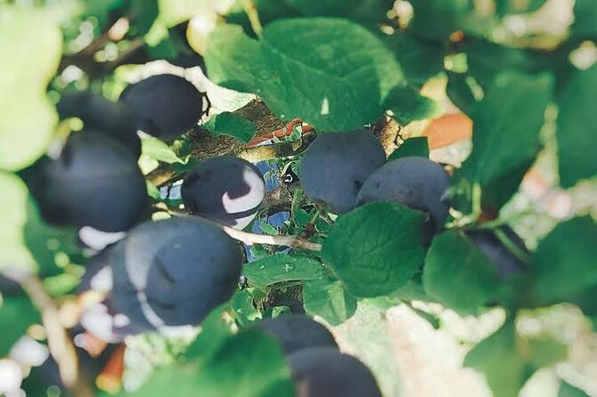 Wine and Raki tasting tour - From port to pour: Lekursi Castle gets your bearings fast