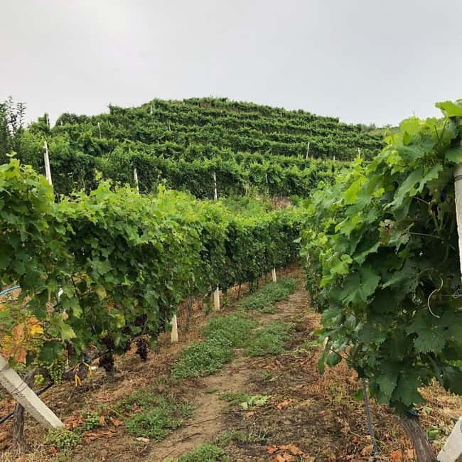 Wine tasting tour, Optional wine yard tour and kayak rides - Price And Value: What $75 Covers, And What to Budget