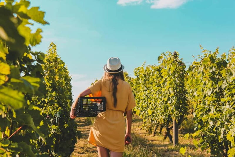 Wine Tasting & Vineyards Escape near Tirana - Key highlights you will feel right away