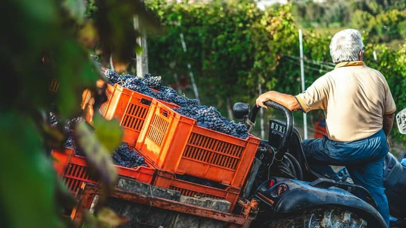 Wine Tasting & Vineyards Escape near Tirana - Stop 1: Tirana hotel pickup and the quick switch to countryside mode