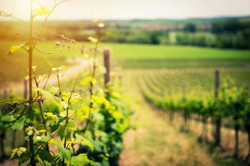 Wine Tasting & Vineyards Escape near Tirana - After tasting: vineyard views and a relaxed stroll before heading back