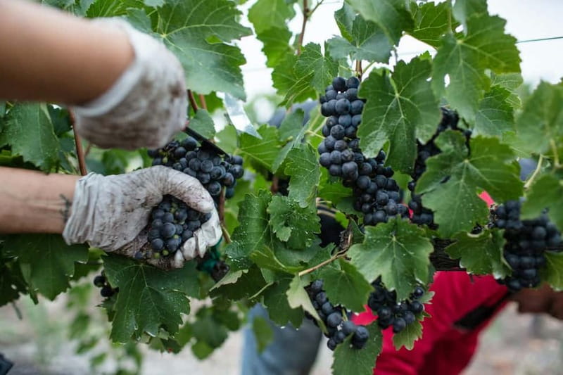 Wine Tasting & Vineyards Escape near Tirana - Who this tour suits best, and who should think twice