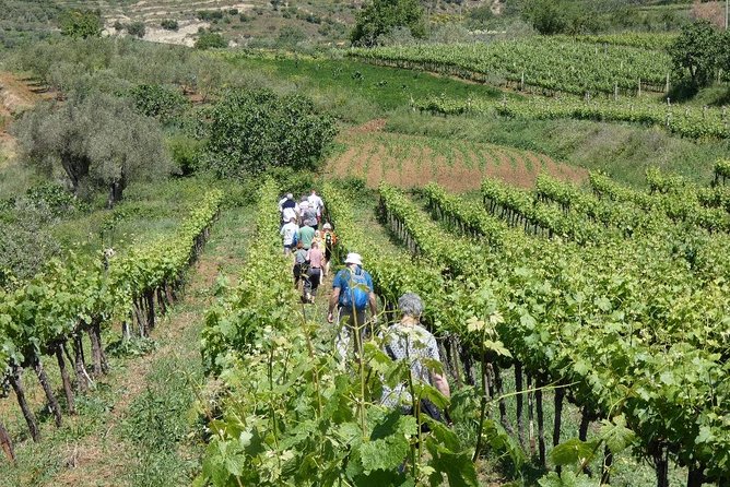 Winetasting tour in Alpeta winery - Roshnik village by 1001 Albanian Adventures - Wine tasting in Roshnik: wines, rakija, and locally produced bites
